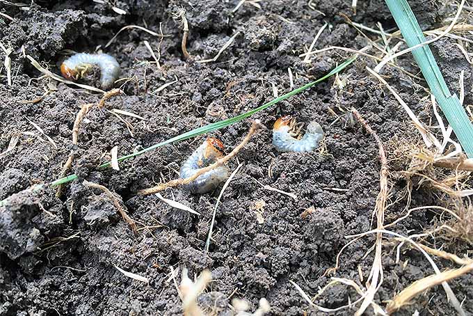 Grub phase of the Japanese beetle life cycle.