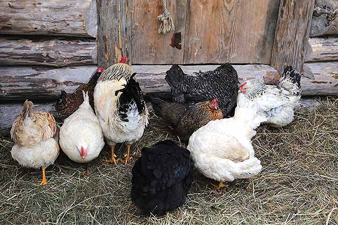 Nine chickens stand in front of the door of a wooden cabin waiting to get in. Half of the birds are white and half are black or brown, standing on the ground which is covered with a layer of hay on top.