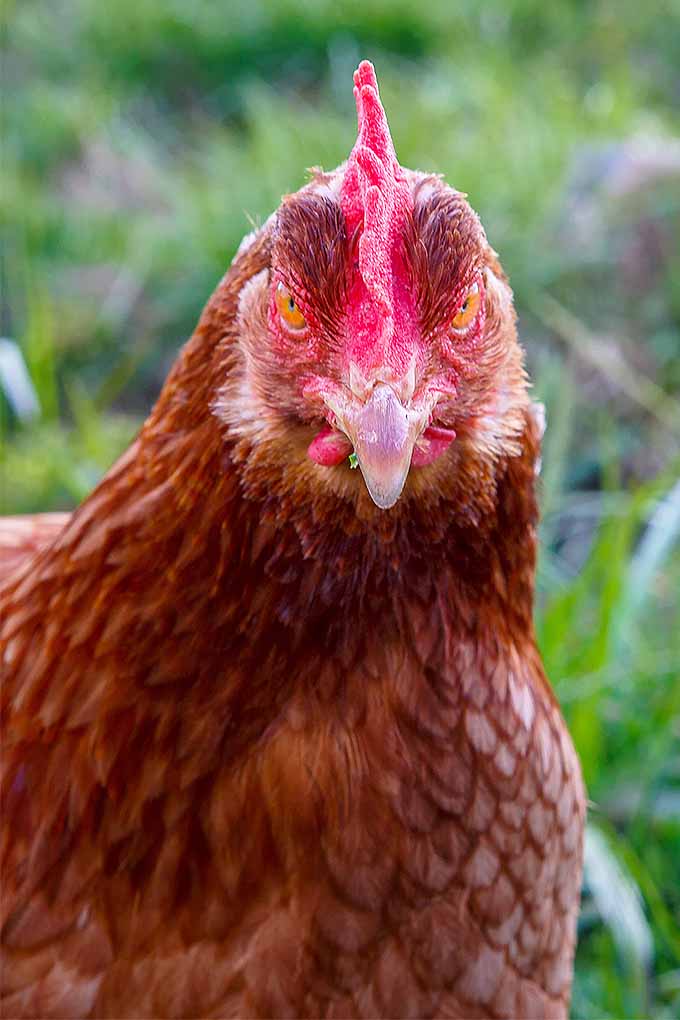 A red domestic chicken stares directly into the camera with its yellowish-orange eyes. The rust colored feathers of the chicken match the red comb on top of the chicken's head. Grass can be seen in the background.