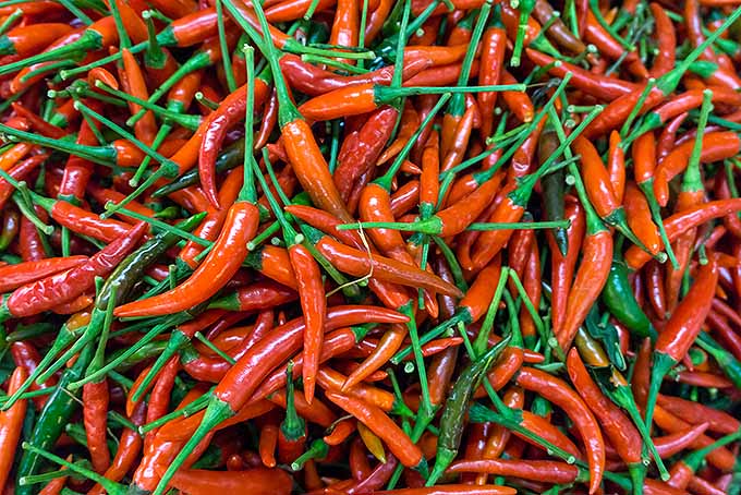 A pile of mostly red chilies with bright green stems. The spicy chilies are freshly picked and ripe. A few of the chilies are green. Some of the chilies have a rough texture, some are smooth.