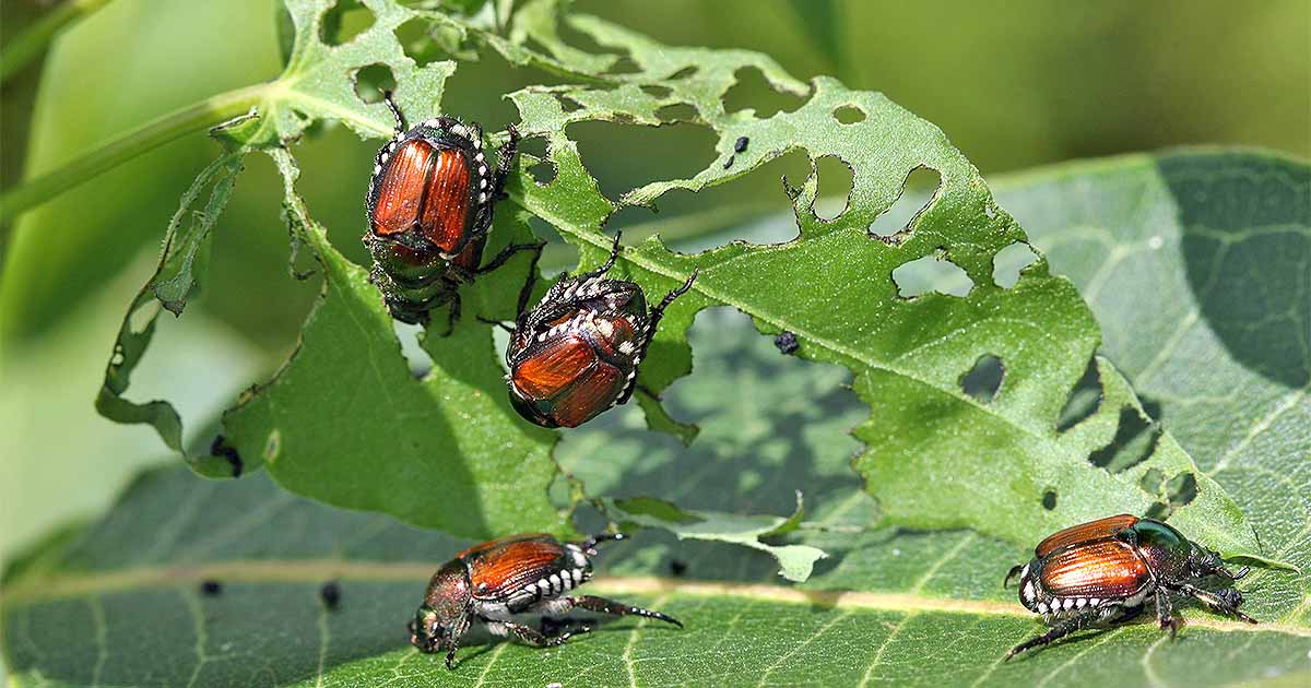 How To Get Rid Of Japanese Beetles Gardener S Path