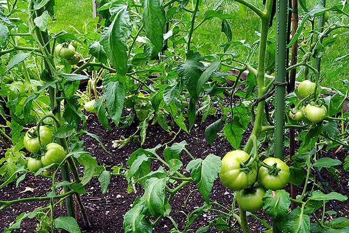 Tomatoes not yet ready to be picked | GardenersPath.com