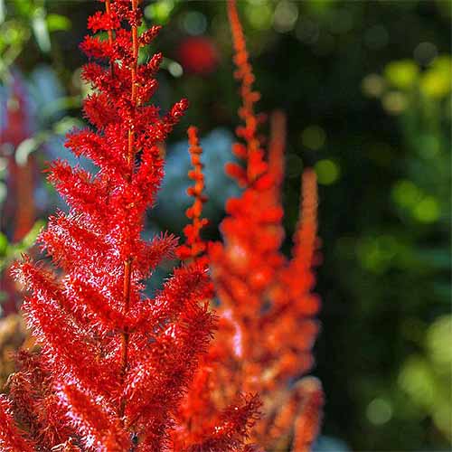 'Visions in Red' Astilbe | GardenersPath.com