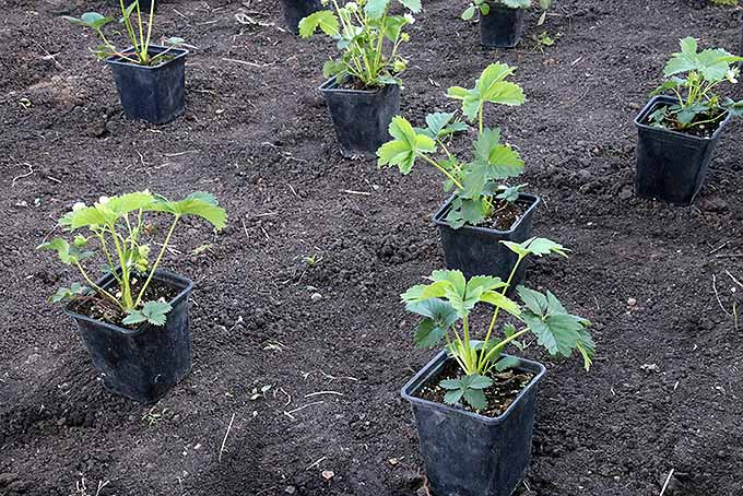 Eight recently sprouted strawberry plants are sitting in the black, plastic containers that they were purchased in. The containers all rest in recently tilled, rich, dark soil in the places that they will likely be planted.