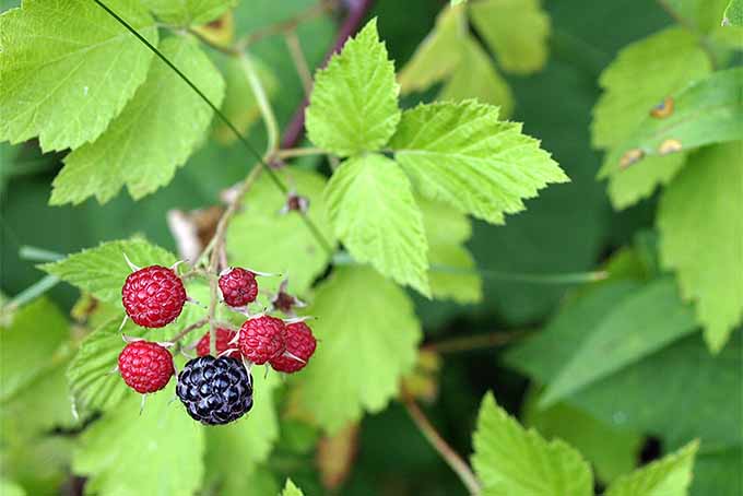 A branch with seven black raspberries, one that is large and dark purple and others that are smaller and red, with pale green teardrop-shaped leaves with prominent veins on skinny branches.