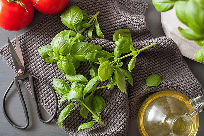 Fresh sprigs of basil on a gray cloth with a tomato, secateurs, and a glass bottle of olive oil.