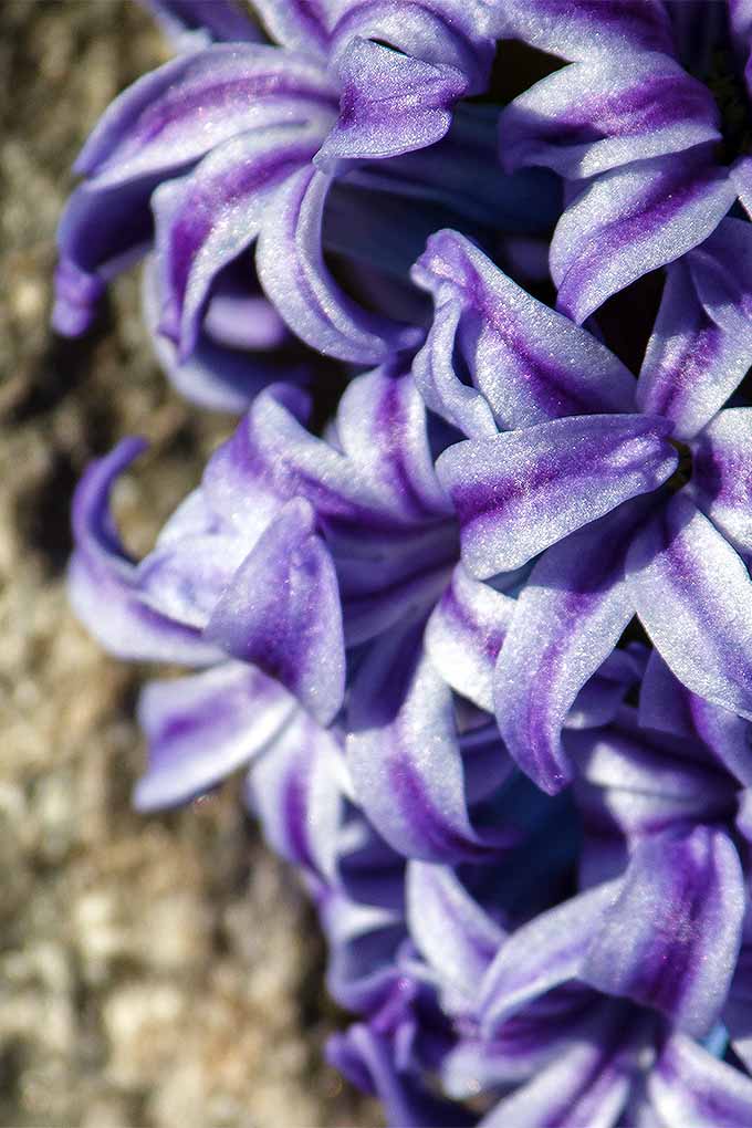 Extreme closeup of purple hyacinth blossoms, showing the individual flowers.