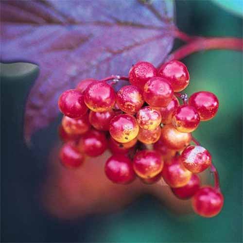 American highbush cranberry plant, with a cluster of many shiny red berries and a purplish leaf in the background.
