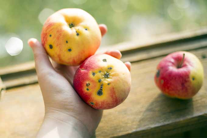 Three apples are riddled with dark holes as a result of pests. Two of the fruit are particularly bad as a person displays them in her hand. The apples are red and yellow suggesting they are ripe and ready to eat.