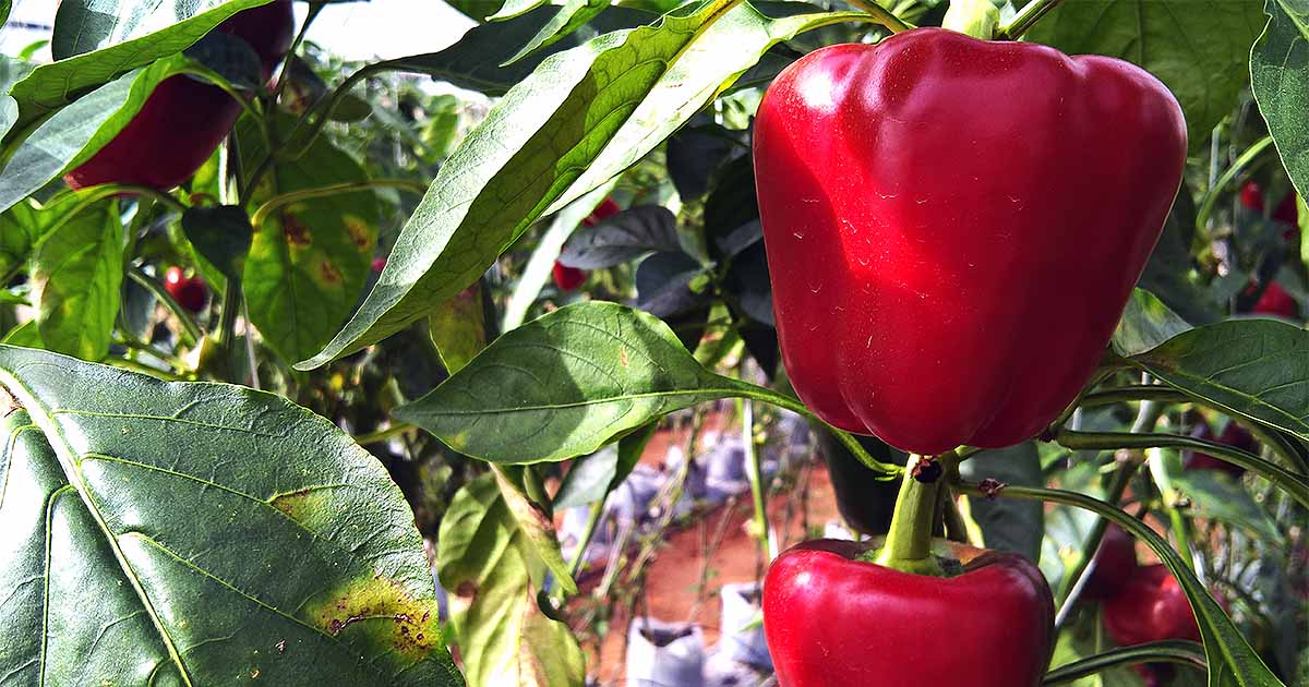 Red Bell Pepper | Two Live Garden Plants | Non-GMO, Sweet, Early Producer