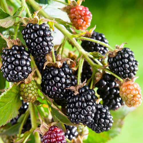 Black satin blackberries growing on the end of a small branch are in various stages of development. The black fruits are ready to be picked and mature, while those that are red, yellow or green are not yet ready to be eaten.