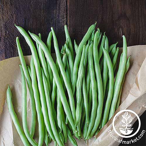 A couple dozen 'Blue Lake' bush green beans are piled on top of a piece of light brown wax paper. The vegetables are extremely long and narrow with a bright green tone, all on top of the rough wood of a darkly stained table.