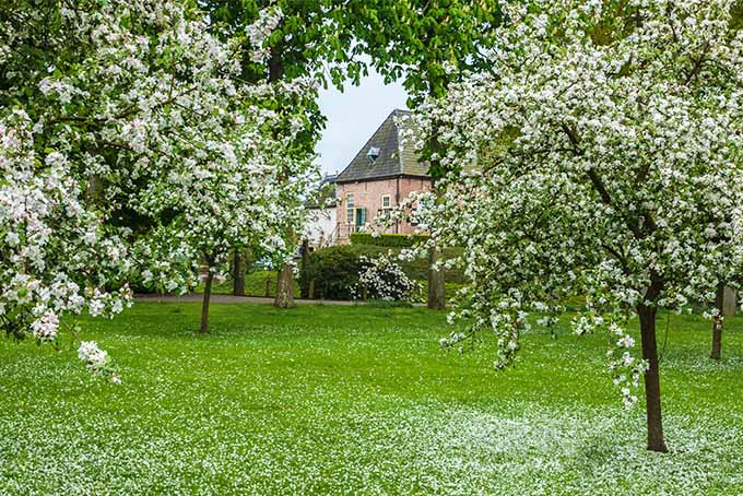 Four apple trees in a yard are in full bloom with their white blossoms hiding the branches behind. A pink house with a tall, steep roof can be seen in the background. The ground surrounding the trees is covered with the petals that have fallen off of the tree.