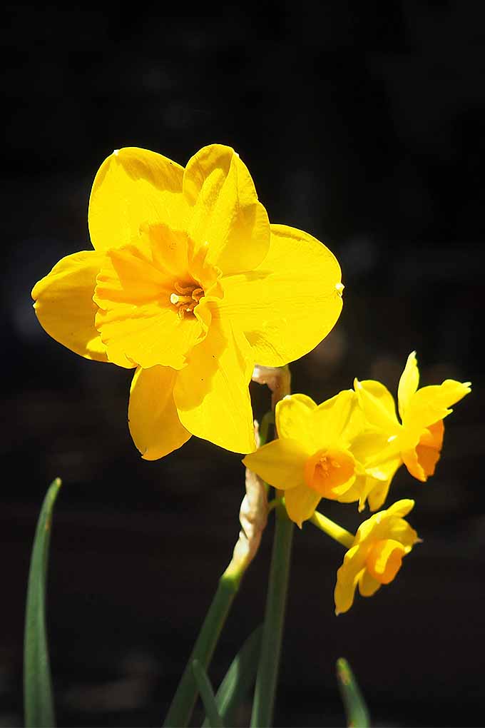 Vertical image of one large and three smaller yellow narcissus flowers, blooming in the sunshine, with a black background.