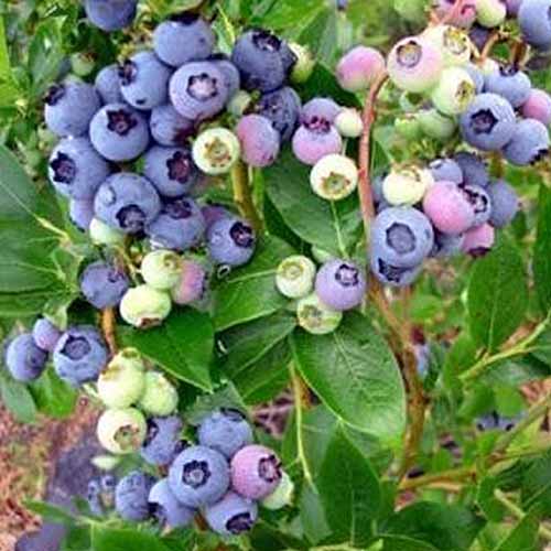 A plant containing a heavy load of duke blueberries is growing up from the ground. The fruits are at various stages of development, with the blue colors ready to be picked and the white to pink berries freshly developed.