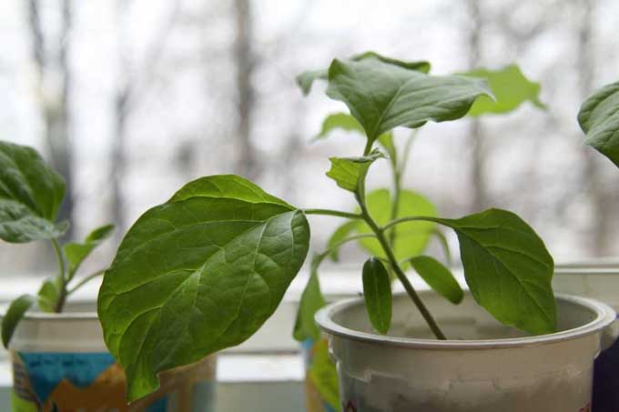 An eggplant seedling in small plastic pot on a window sill 