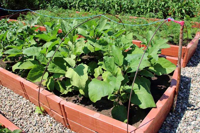 A raised bed in a garden environment with eggplants.