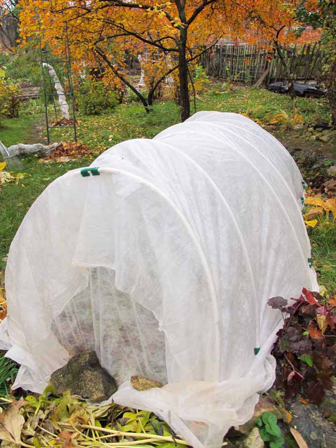 A floating row cover made with shear white cloth and PVC hoops.