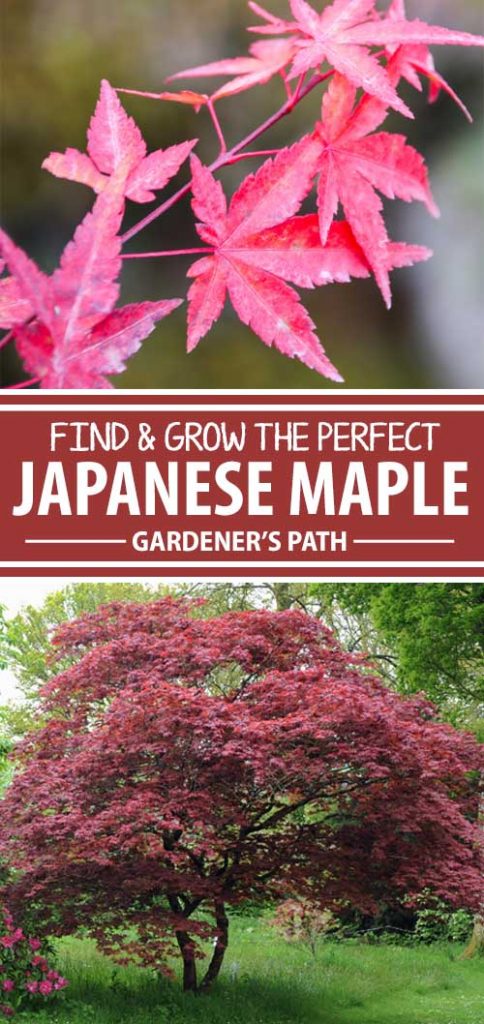 A collage of photos showing different varieties of Japanese maples.
