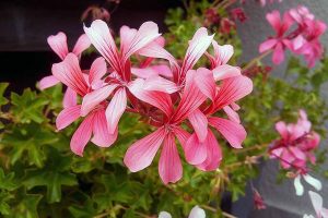 How to Grow Ivy Geranium: the Queen of Hanging Baskets