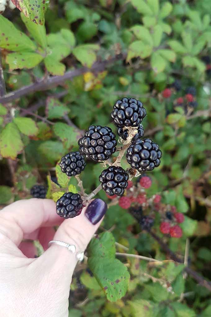 A woman with dark purple nail polish and a silver thumb ring holds the end of a berry cane with six ripe wild blackberries on it up to the camera, with smaller, red, unripe berries and green foliage in shallow focus in the background.