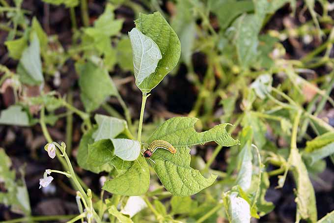 A green bean plant in a garden is missing large portions of its leaves. The cause for this is the caterpillar sitting front and center on one of the mutilated leaves.