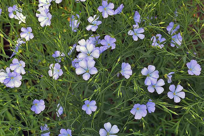 Linum usitatissimum takes up the frame. Attached on all sides to the plant are light purple, five petaled flowers. The blossoms contrast greatly to the dark green, narrow leaves.