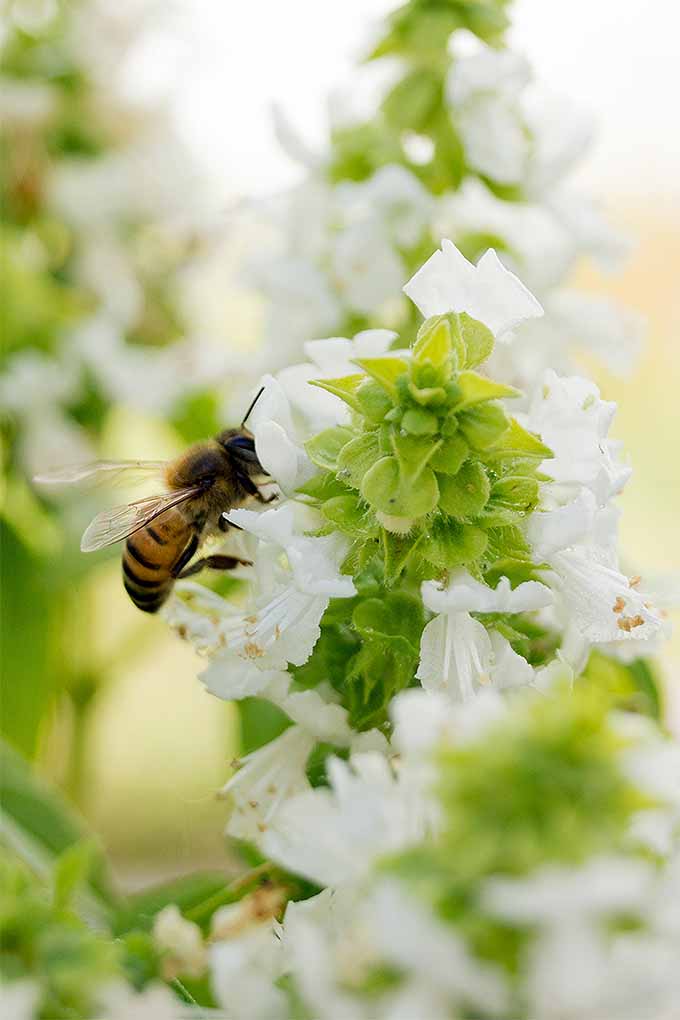 Vertikale Nahaufnahme einer Biene, die eine weiße Basilikumblüte bestäubt.