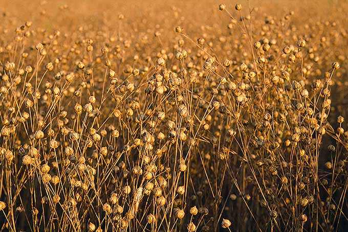 A field of golden brown flax stretches out into the distance. The Linum usitatissimum has lost all green color and the flowers have long been gone. The plants hold seed pods growing up and down the stems.