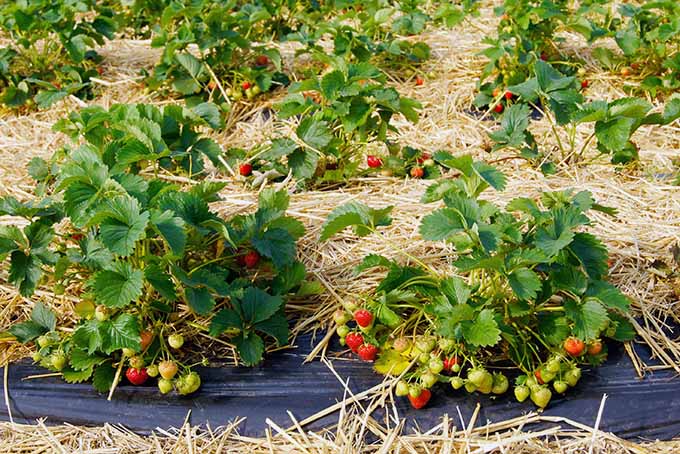 A few strawberry plants are growing in a garden. The garden has a black plastic lining with straw on top amongst the plants. Some of the fruit are red and ripe while others are yellow and not yet ready to be eaten.