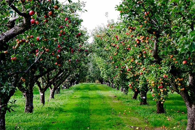 Two rows of trees bearing huge loads of nearly ripe apples. The red and orange fruits stand out amongst the green leaves. In between the two rows, the bright green grass is mowed neatly.