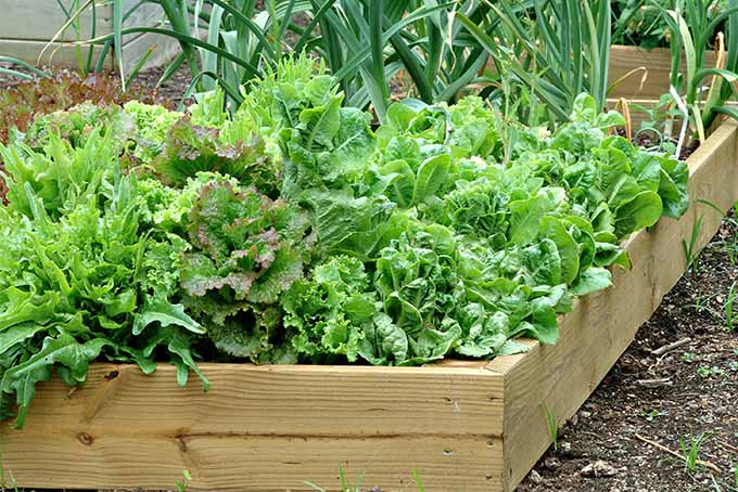 Several varieties of leaf lettuce growing in wooden raised garden beds in the foreground, with onions topped with green growing in the background.