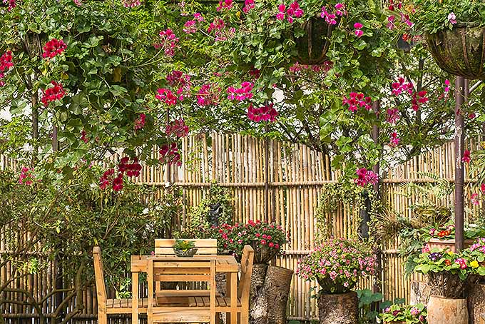 A small wooden table with four chairs sits in a garden surrounded by ivy leaf geraniums. Some of the plants are hanging while others are sitting on stumps surrounding it. The area is lined with a bamboo fence. The flowers are pink and red.