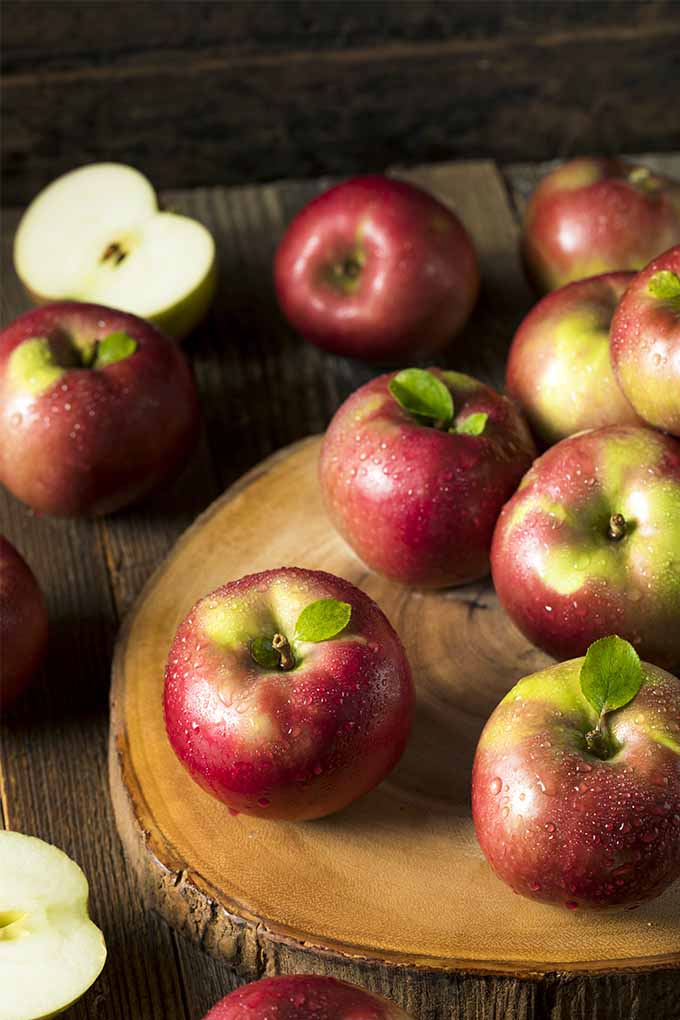 How To Grow Apple Trees At Home Gardener S Path