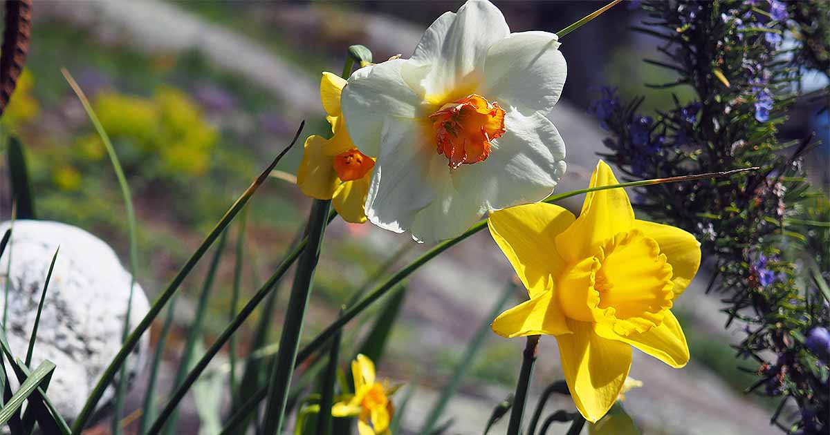 How to Grow and Care for Daffodils | Gardener's Path