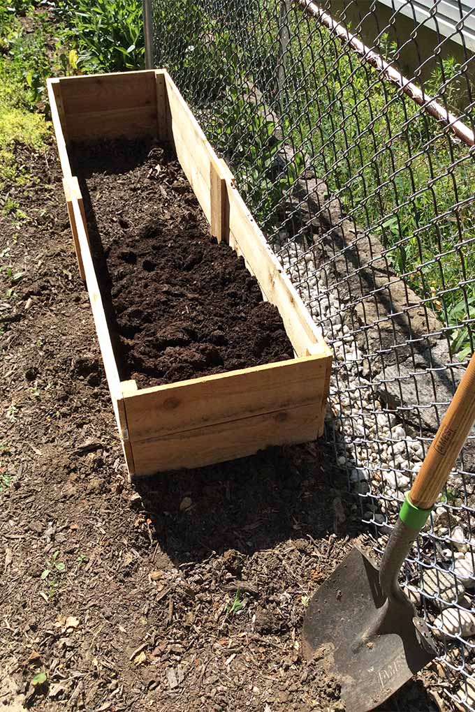 Vertical image of a wooden garden planter in the sunshine, filled with brown dirt and surrounded by brown earth, next to a chainlink fence with grass growing on the other side, with a shovel propped against the fence and sticking into the soil.