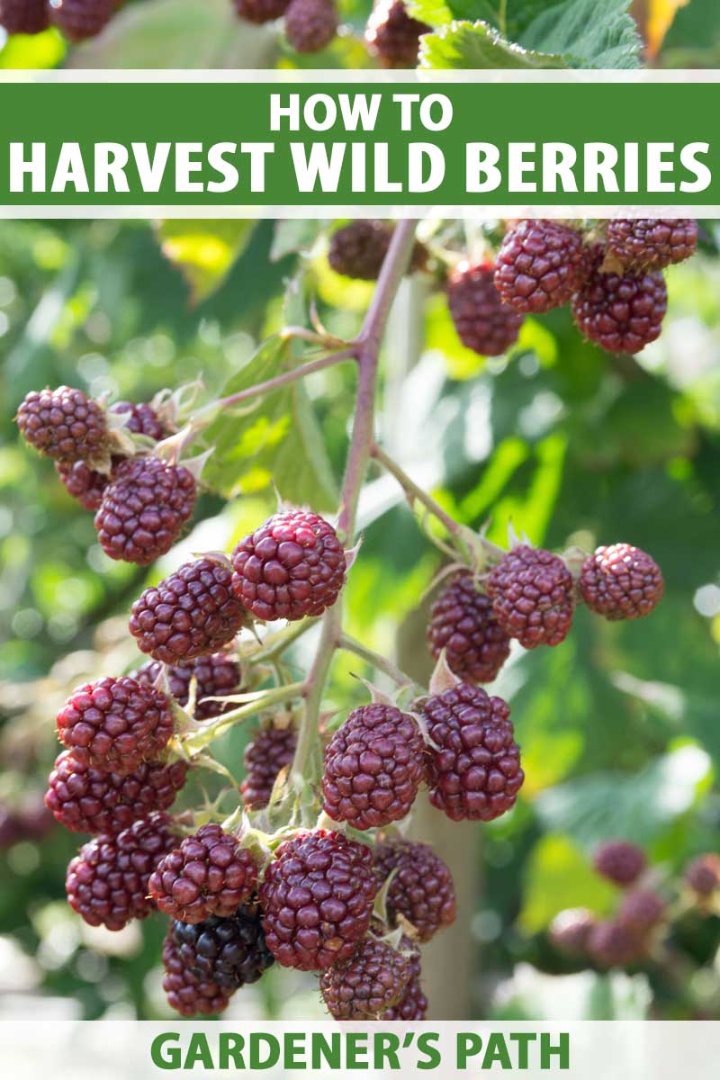Many maroon-colored raspberries grow on a branch, with green leaves in mottled sun in the background.
