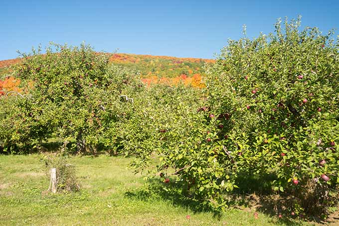 A few apple trees are growing large amounts of fruits that are ready to be picked for the last summer harvest. The trees are not tall, but expand outward in all directions from the trunk making the fruit easy to reach.