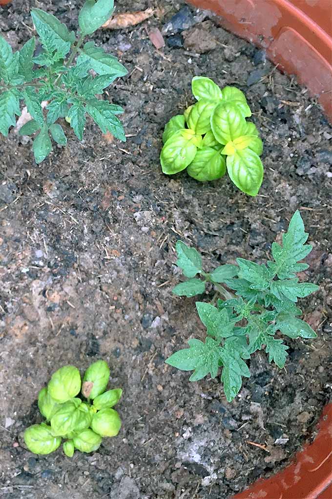 Top-down view of basil seedlings growing with tomato seedlings, in brown soil with some rotted wood mulch on top.