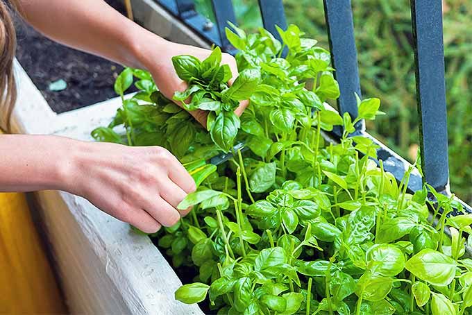 A woman holds a sprig of basil growing in a raised planter along an iron fence with one hand, and clips the stems with scissors with the other.