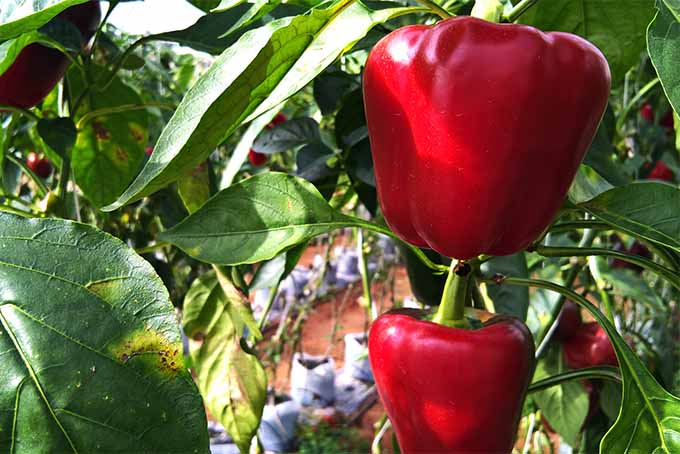 To large red bell peppers growing on a plant with broad green leaves.