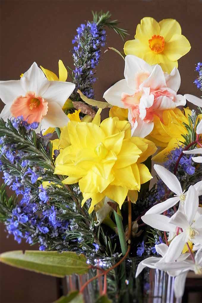 A springtime arrangement of yellow, coral, and white daffodils, purple hyacinths, and there types of flowers, on a brown background.