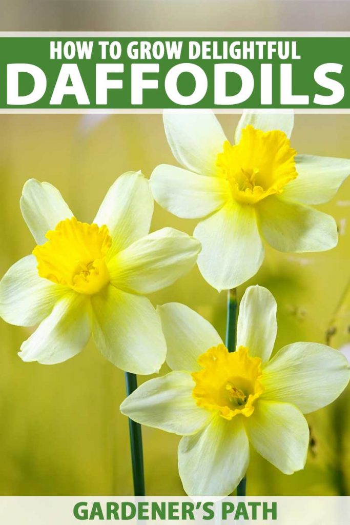 Close up of three white and yellow daffodil (narcissus) flowers.