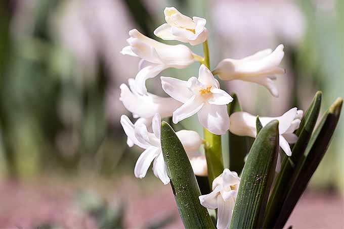 A white hyacinth with sparse blossoms, and green foliage, with more flowers and foliage in shallow focus in the background.