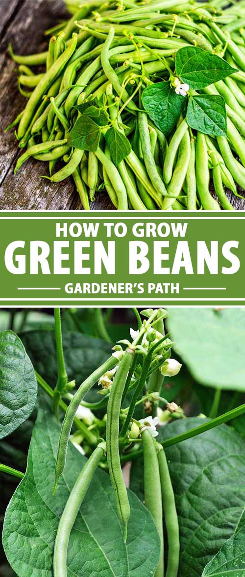 How to Plant and Grow Green Beans | Gardener's Path
