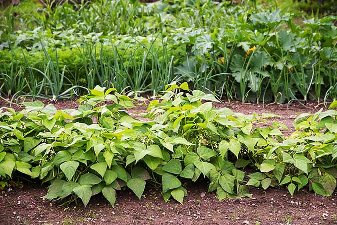 A row of the bush variety of green beans is growing in a garden. It looks as if the plant has yet to produce any mature fruit, but will likely start soon. In the background rows of other garden treats can be seen growing.