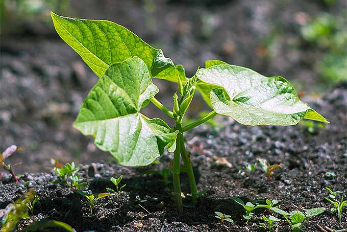 Two green bean plants that have recently sprouted up from the dark soil are soaking up the sun. The two stalks and leaves intertwine making it look as if it were only one plant. Around the seedling, small weeds are also sprouting from the rich ground of the garden.