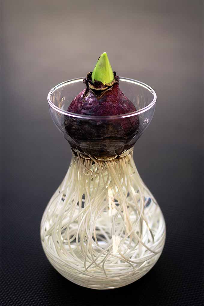 Vertical image of a purple hyacinth bulb resting in a glass vase with a narrow neck, with many white roots growing in water below the neck of the vase, and a green sprout emerging at the top, with a gray gradient background from light at the top to dark gray at the bottom of the frame.