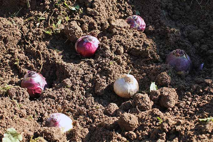 Purple and white hyacinth bulbs resting on tilled brown soil, similar in appearance to onions.