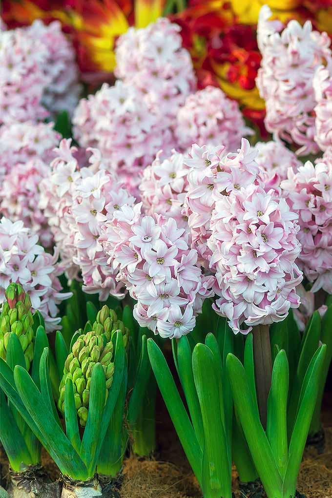 Clusters of pale pink hyacinths with bright green foliage and green buds, with some orange flowers at the top of the frame in shallow focus in the background.